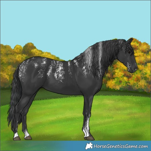 Horse Color:Powder White Black 