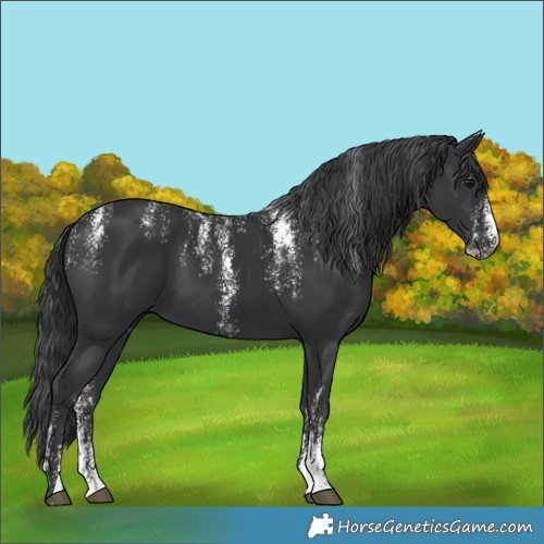 Horse Color:Unknown 