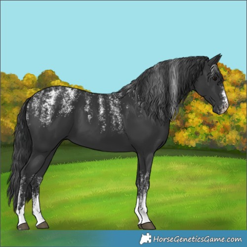 Horse Color:Unknown 