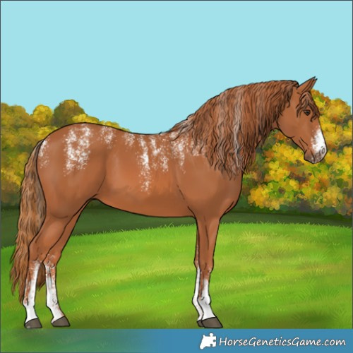 Horse Color:Powder White Chestnut 