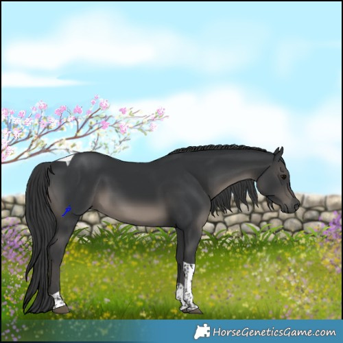 Horse Color:Black Tobiano Rabicano 
