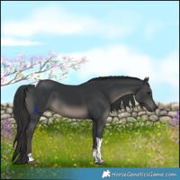 Horse Color:Black Tobiano Rabicano
