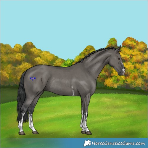 Horse Color:Grullo Sabino Rabicano