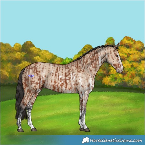 Horse Color:Bay Sabino Rabicano  and Bay Dun Sabino Rabicano 