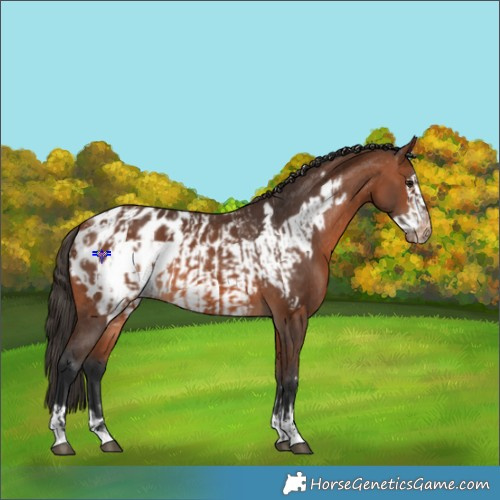 Horse Color:Bay Appaloosa and Bay Frame Appaloosa