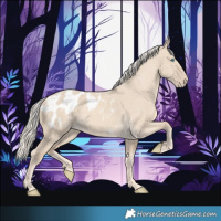 Horse Color:Cremello Dun Appaloosa