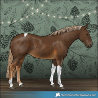 Horse Color:Chocolate Palomino Tobiano Rabicano 