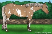 Horse Color:White Spotted Silver Bay Dun