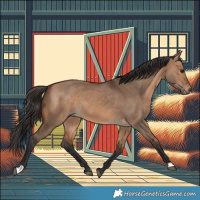 Horse Color:Bay Dun