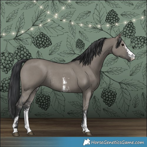 Horse Color:Grullo Sabino Rabicano 