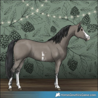 Horse Color:Grullo Sabino Rabicano 