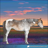 Horse Color:White Spotted Buckskin Tobiano 