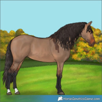 Horse Color:Bay Dun 