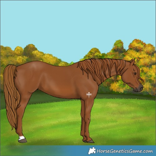 Horse Color:Gray Chestnut 