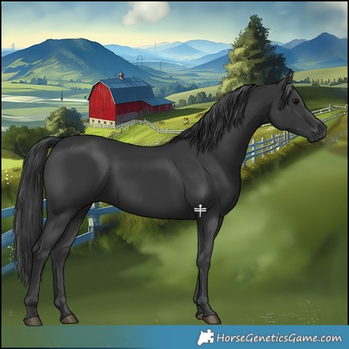 Horse Color:Black Rabicano 