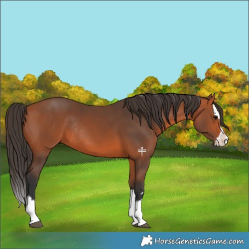 Horse Color:Bay Splash Rabicano 