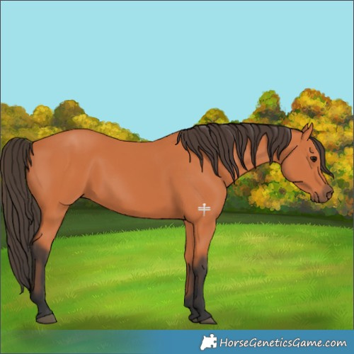 Horse Color:Bay Rabicano 
