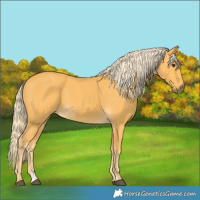 Horse Color:Palomino