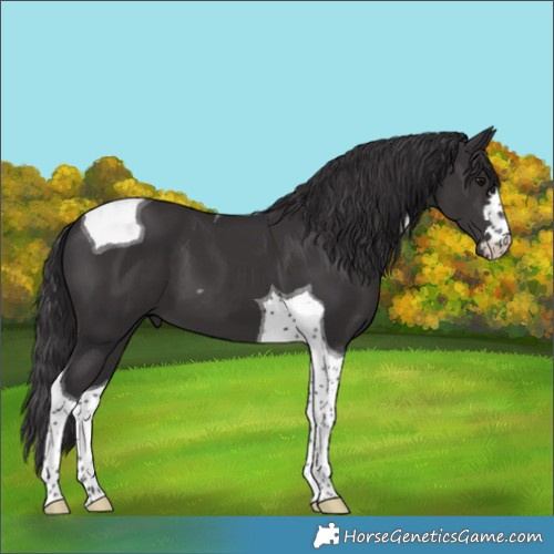 Horse Color:Unknown 