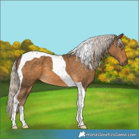 Horse Color:Chocolate Palomino Tobiano 