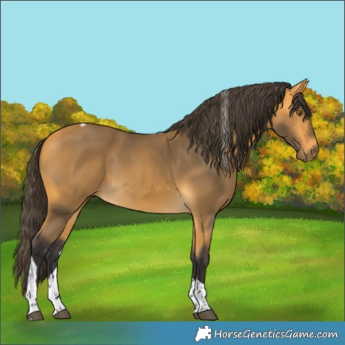 Horse Color:Buckskin Tobiano 