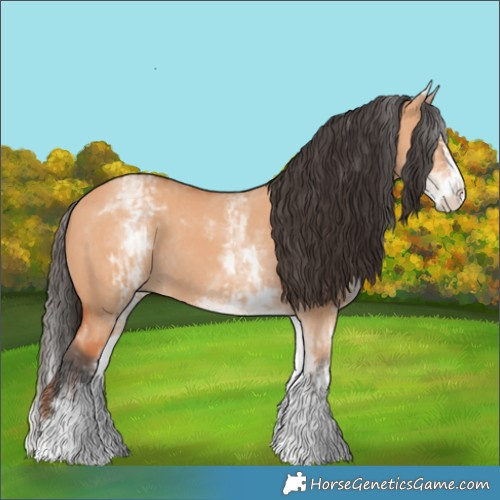 Horse Color:White Spotted Bay Dun Rabicano  and White Spotted Bay Dun Splash Rabicano 