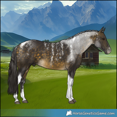 Horse Color:Powder White Buckskin Tobiano 
