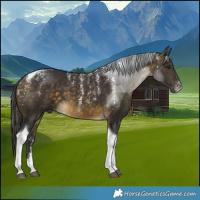 Horse Color:Powder White Buckskin Tobiano 