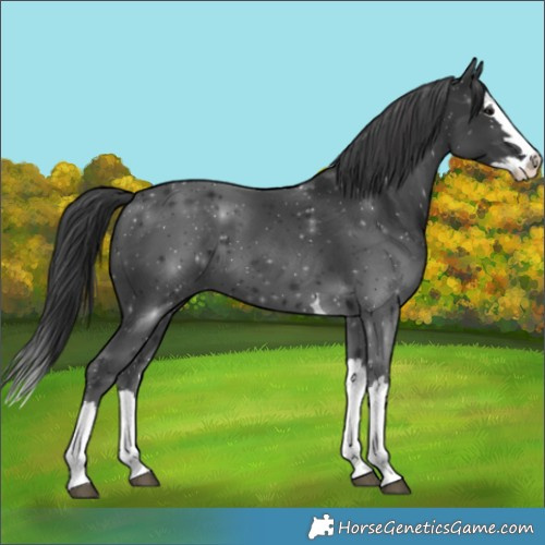 Horse Color:Black Splash 