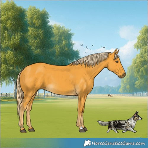 Horse Color:Palomino 