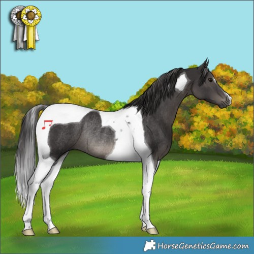 Horse Color:Smoky Black Tobiano Rabicano 