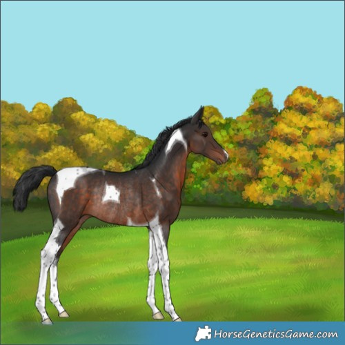 Horse Color:Brown Tobiano Rabicano 