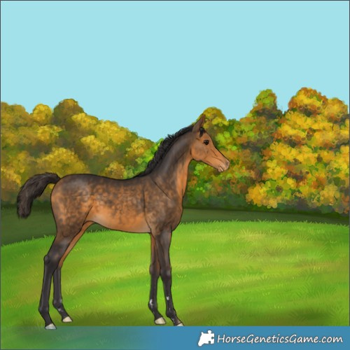 Horse Color:Buckskin Varnish Rabicano 