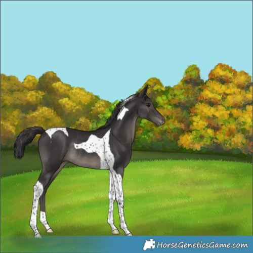 Horse Color:Smoky Black Tobiano Varnish Rabicano 