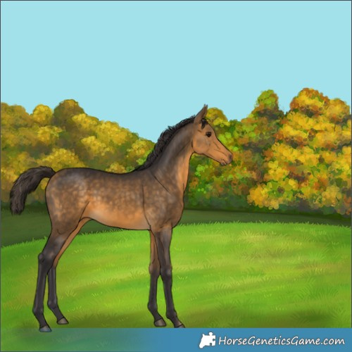 Horse Color:Buckskin Rabicano 