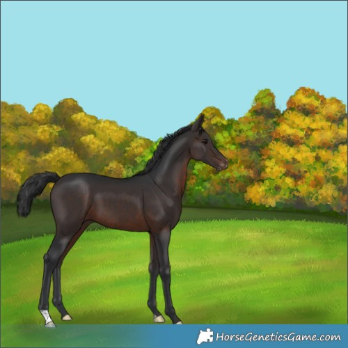 Horse Color:Brown Appaloosa 