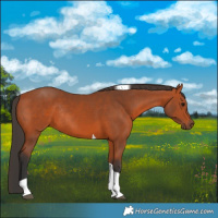 Horse Color:Bay Tobiano Rabicano 