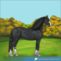 Horse Color:Black 