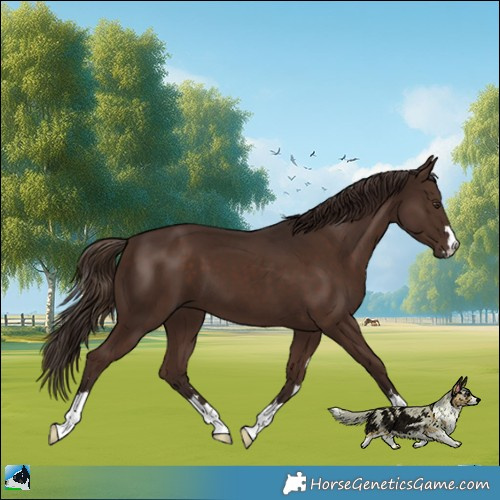 Horse Color:Liver Chestnut 