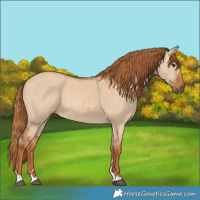 Horse Color:Red Dun