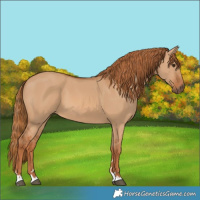 Horse Color:Red Dun