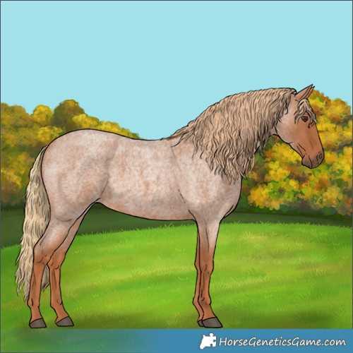 Horse Color:Red Roan 