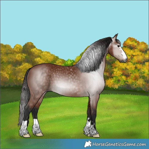 Horse Color:Gray Bay