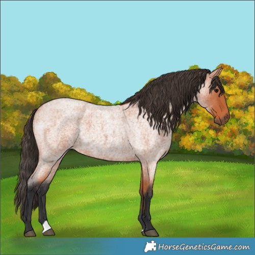 Horse Color:Bay Roan 