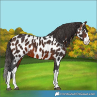 Horse Color:Brown Splash Near Leopard 