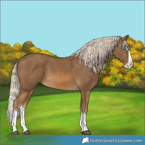 Horse Color:Chocolate Palomino Splash 