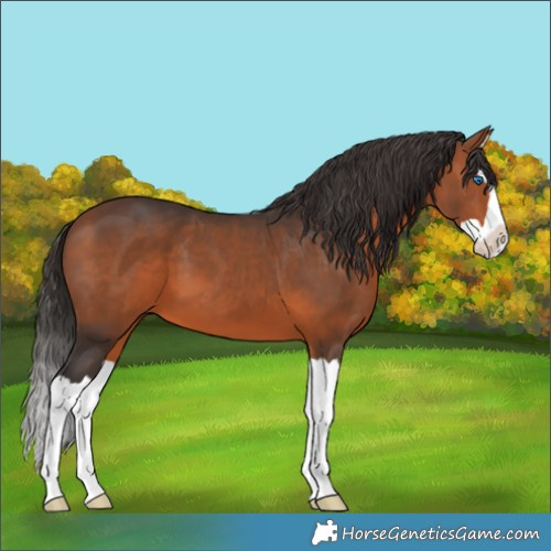 Horse Color:Unknown 