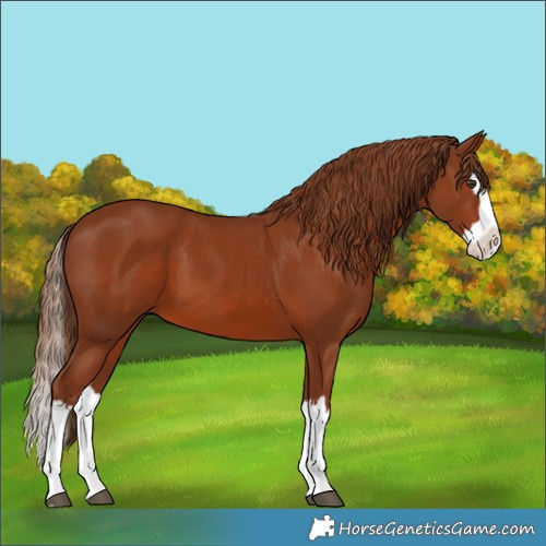Horse Color:Chestnut Splash