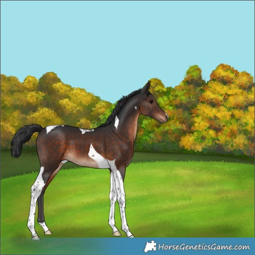 Horse Color:Brown Tobiano 