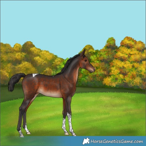 Horse Color:Brown Tobiano 